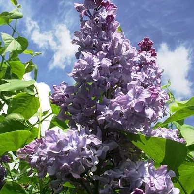 Сирень КРЫЛЬЯ НАДЕЖДЫ  Сирень КРЫЛЬЯ НАДЕЖДЫ в Истре