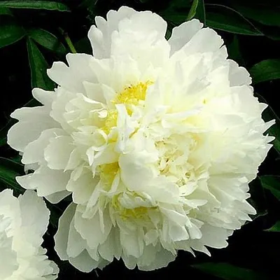 Пион ЗОЛОТОЙ ОРЕОЛ травянистый в Истре