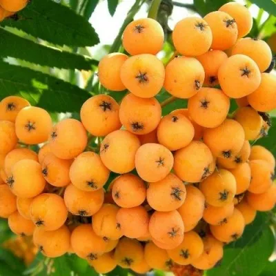 Рябина НЕВЕЖИНСКАЯ ЖЕЛТАЯ сладкоплодная в Истре