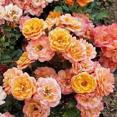 Саженцы роз ЭПРИКОТ КЛЕМЕНТИНА миниатюрная  Саженцы роз ЭПРИКОТ КЛЕМЕНТИНА миниатюрная в Истре