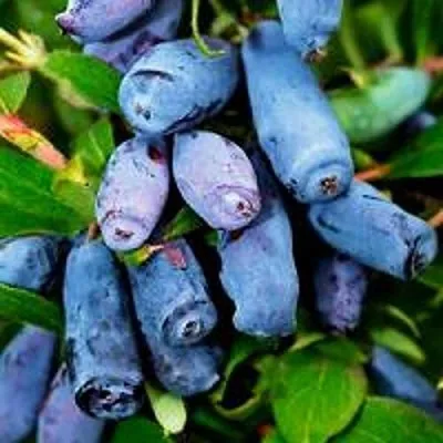 Жимолость съедобная ВОЛХОВА  Жимолость съедобная ВОЛХОВА в Истре