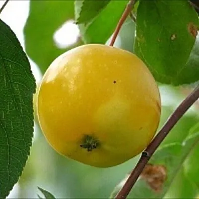 Яблоня КИТАЙКА ЖЁЛТАЯ колонновидная в Истре