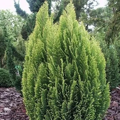 Кипарисовик ЭЛВУДИ ЭМПАЙР лавсана  Кипарисовик ЭЛВУДИ ЭМПАЙР лавсана в Истре