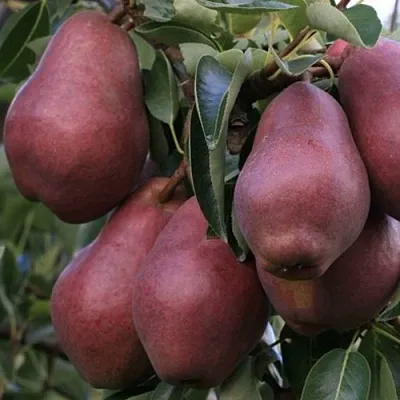 Груша РЕД ВИЛЬЯМС в Истре