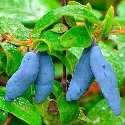 Жимолость съедобная МОРЕНА  Жимолость съедобная МОРЕНА в Истре