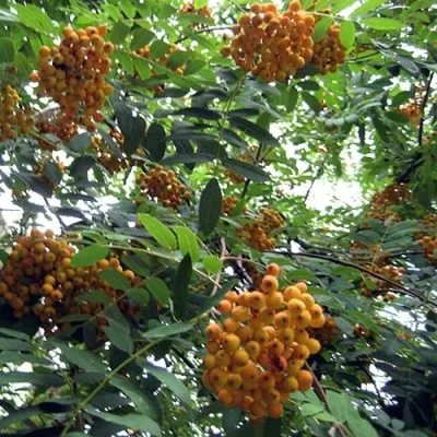 Рябина НЕВЕЖИНСКАЯ ЖЕЛТАЯ сладкоплодная в Истре