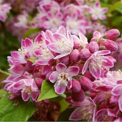 Дейция СТРОБЕРРИ ФИЛДС   Дейция СТРОБЕРРИ ФИЛДС  в Истре