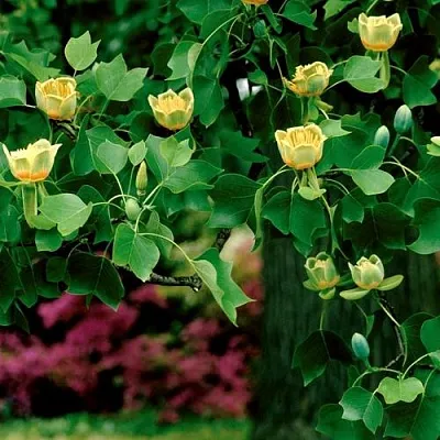 Лириодендрон   Лириодендрон  в Истре