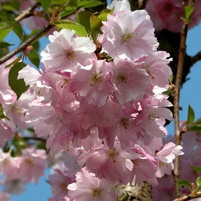 Вишня АККОЛЕЙД цветущая в Истре