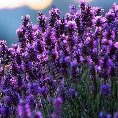 Лаванда в Истре