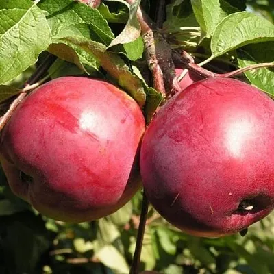 Яблоня ДАРУНАК в Истре