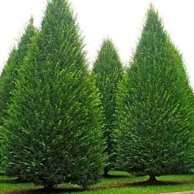 Граб  в Истре