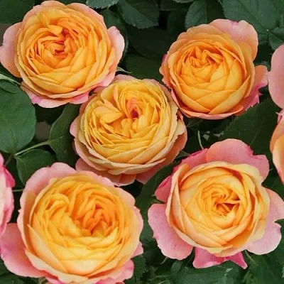 Саженцы роз БЕБИ РОМАНТИКА миниатюрная  Саженцы роз БЕБИ РОМАНТИКА миниатюрная в Истре