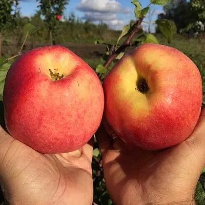Яблоня КОВРОВОЕ стелющаяся  Яблоня КОВРОВОЕ стелющаяся в Истре