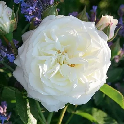 Саженцы роз АЛАБАСТЕР флорибунда  Саженцы роз АЛАБАСТЕР флорибунда в Истре