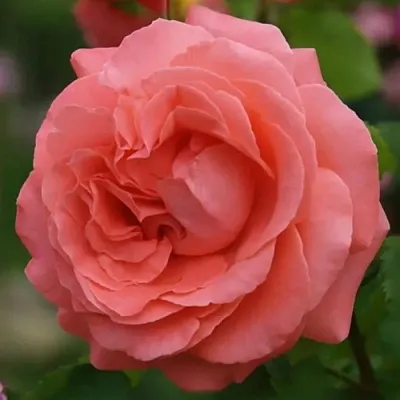 Саженцы роз ДИДИ БРИДЖУОТЕР плетистая  Саженцы роз ДИДИ БРИДЖУОТЕР плетистая в Истре