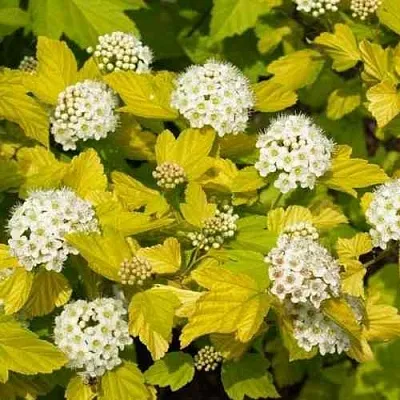 Пузыреплодник ДАРТС ГОЛД  Пузыреплодник ДАРТС ГОЛД в Истре