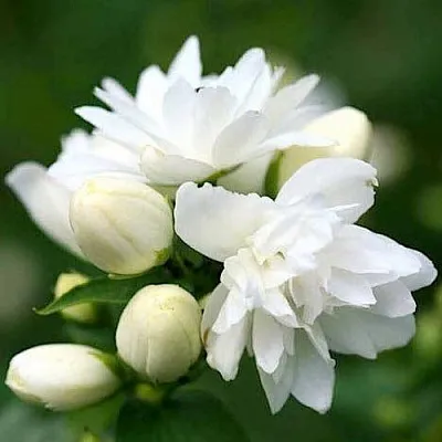 Жасмин ШНЕЕШТРУМ  Жасмин ШНЕЕШТРУМ в Истре