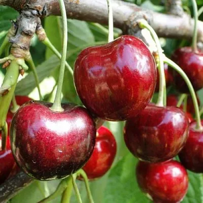 Черешня САШЕНЬКА  Черешня САШЕНЬКА в Истре