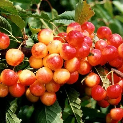 Черешня БЮТТНЕРА КРАСНАЯ  Черешня БЮТТНЕРА КРАСНАЯ в Истре