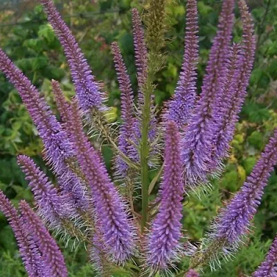 Вероникаструм ФАСЦИНЕЙШН в Истре