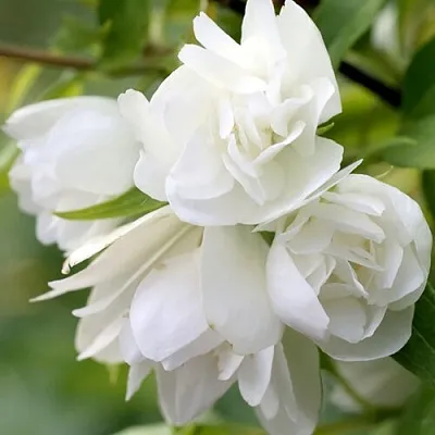 Жасмин МАНТО Д’ЭРМИН  Жасмин МАНТО Д’ЭРМИН в Истре