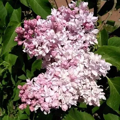 Сирень МИЛОСЕРДИЕ  Сирень МИЛОСЕРДИЕ в Истре