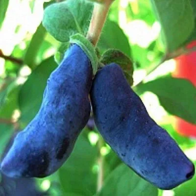 Жимолость съедобная БАКЧАРСКИЙ ВЕЛИКАН  Жимолость съедобная БАКЧАРСКИЙ ВЕЛИКАН в Истре