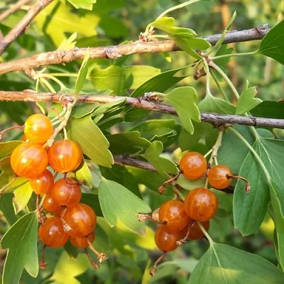 саженцы смородины золотистой саженцы смородины золотистой