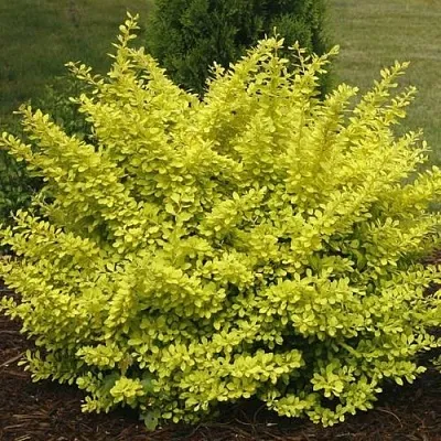 Барбарис АУРЕА тунберга  Барбарис АУРЕА тунберга в Истре