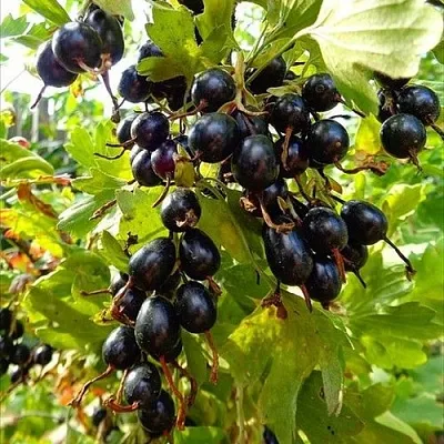 Смородина золотистая ОВАЛЬНАЯ в Истре