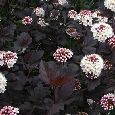 Пузыреплодник ДИАБЛО  Пузыреплодник ДИАБЛО в Истре