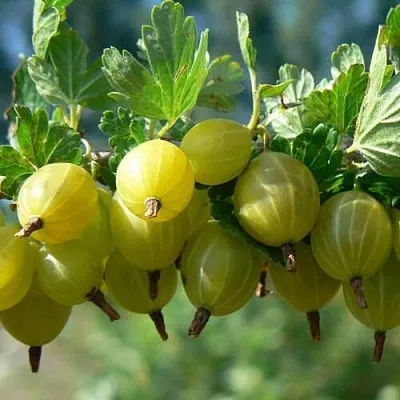 Крыжовник ХИННОНМАЙНЕН КЕЛЬТАЙНЕН  Крыжовник ХИННОНМАЙНЕН КЕЛЬТАЙНЕН в Истре