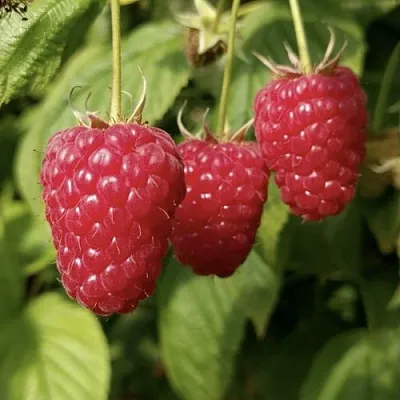 Малина МАПЕМА  в Истре