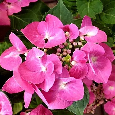 Гортензия ТАУБЕ крупнолистная  Гортензия ТАУБЕ крупнолистная в Истре