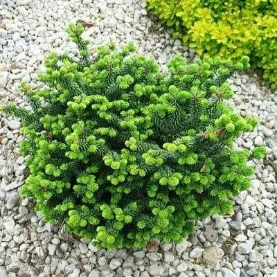 Пихта НАНА бальзамическая  Пихта НАНА бальзамическая в Истре