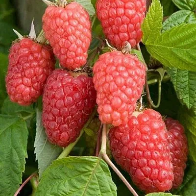 Малина КАСКАД ДЕЛАЙТ в Истре