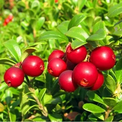 Брусника садовая РЕД ПЕРЛ  Брусника садовая РЕД ПЕРЛ в Истре