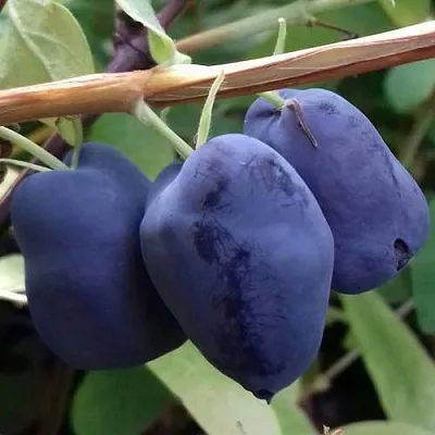 Жимолость съедобная БОРЕАЛ БЬЮТИ (СЕВЕРНАЯ КРАСАВИЦА)  Жимолость съедобная БОРЕАЛ БЬЮТИ (СЕВЕРНАЯ КРАСАВИЦА) в Истре