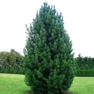 Сосна кедровая   Сосна кедровая  в Истре