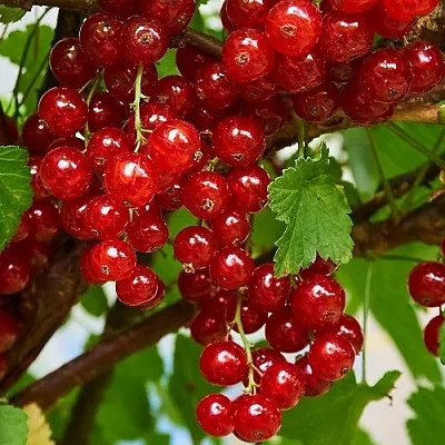 Смородина красная НАТАЛИ в Истре