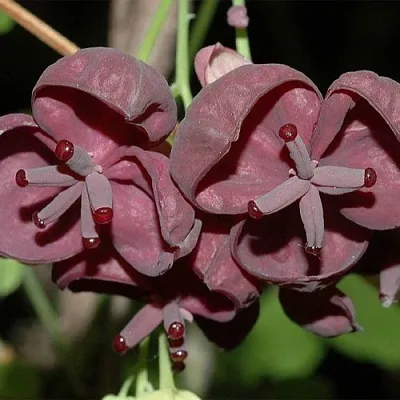 Акебия в Истре
