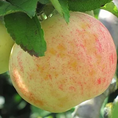 Яблоня ЛЕТНЕЕ СЛАДКОЕ в Истре