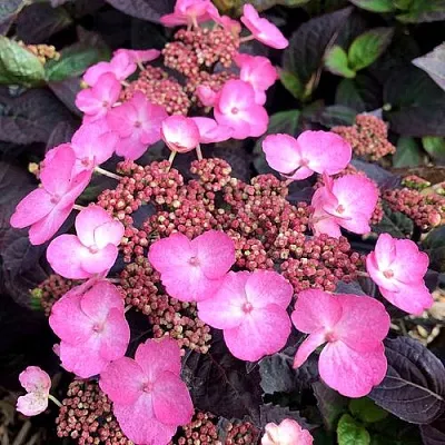 Гортензия ДАРЕДЕВИЛ пильчатая в Истре