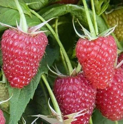 Малина ЕВРАЗИЯ  Малина ЕВРАЗИЯ в Истре