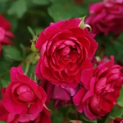 Саженцы роз КВАДРА плетистая  Саженцы роз КВАДРА плетистая в Истре