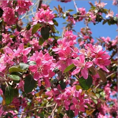 Яблоня ХЕЛЕНА декоративная  Яблоня ХЕЛЕНА декоративная в Истре