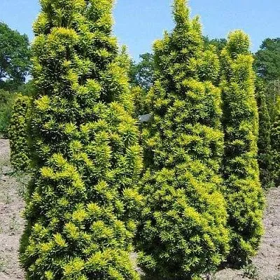 Тис ДАВИД ягодный  Тис ДАВИД ягодный в Истре