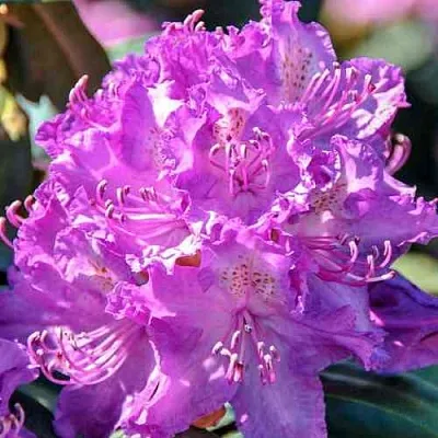 Рододендрон АЛЬФРЕД в Истре