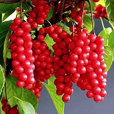 Лимонник САДОВЫЙ 1 китайский  в Истре